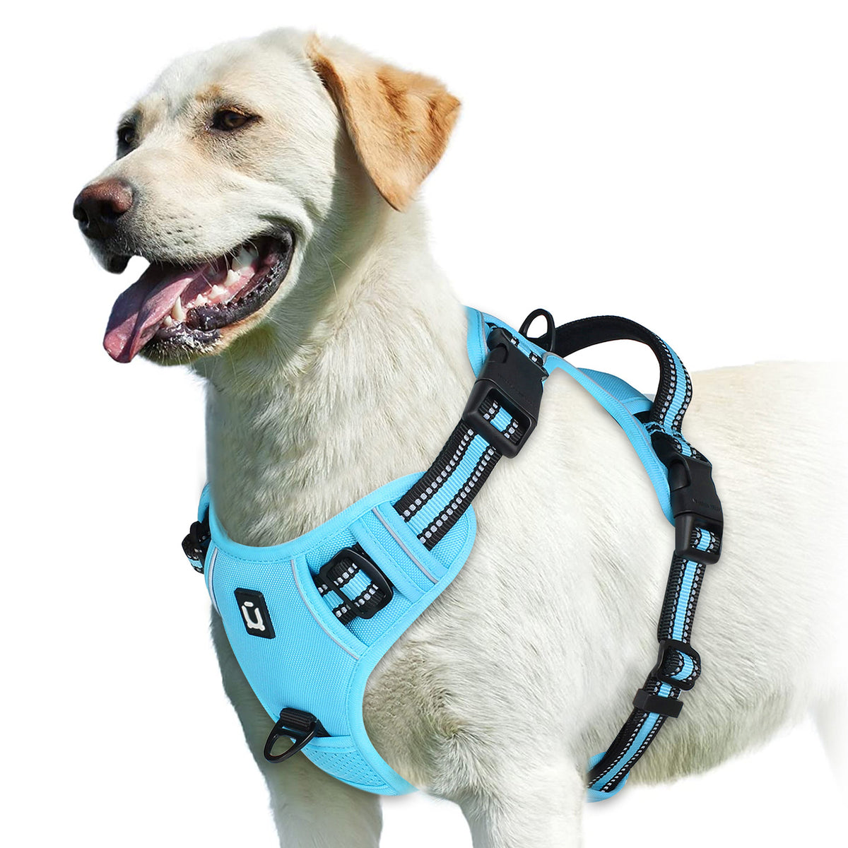 No Pull Dog Harness with free Bungee Lead